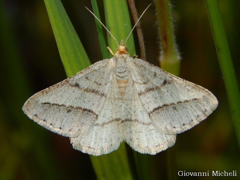 Richiesta ID: Isturgia arenacearia - Geometridae